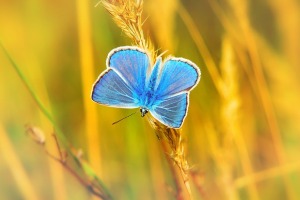 Jakie badania na celiakię, Na czym polega badanie w kierunku celiakii, Czy badanie na celiakię jest płatne, Ile kosztuje badanie na celiakię