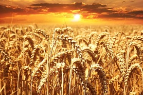 Czym jest celiakia, Kto może zachorować na celiakię, Co jeść przy celiakii, Jak wyleczyć celiakię