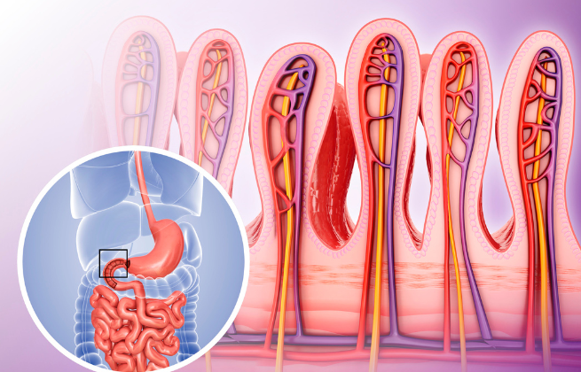 Kosmki jelitowe czy można je odbudować