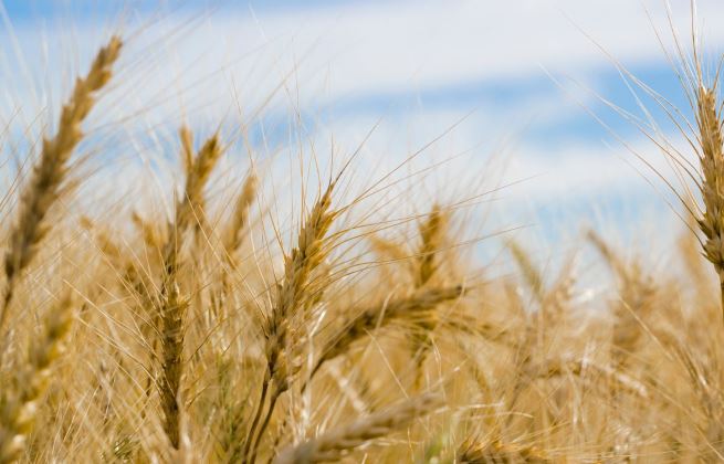 Nietolerancja glutenu - jakie są główne objawy