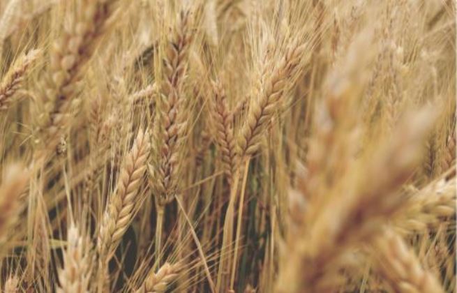 Badanie na celiakię - spokój i wiarygodny wynik