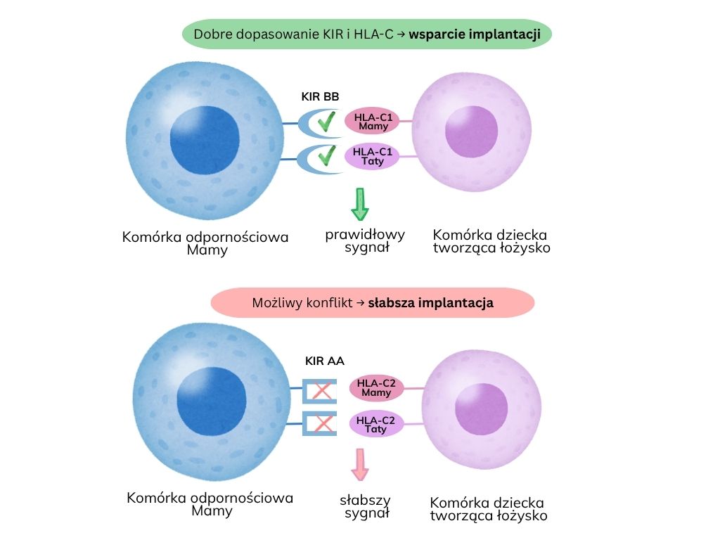 Infografika przedstawiająca dwa scenariusze działania receptorów KIR i antygenów HLA-C: dobre dopasowanie KIR BB z HLA-C1 od mamy i taty, które wspiera implantację zarodka, oraz mniej korzystne dopasowanie KIR AA z HLA-C2, które może osłabiać sygnał immunologiczny i utrudniać implantację.