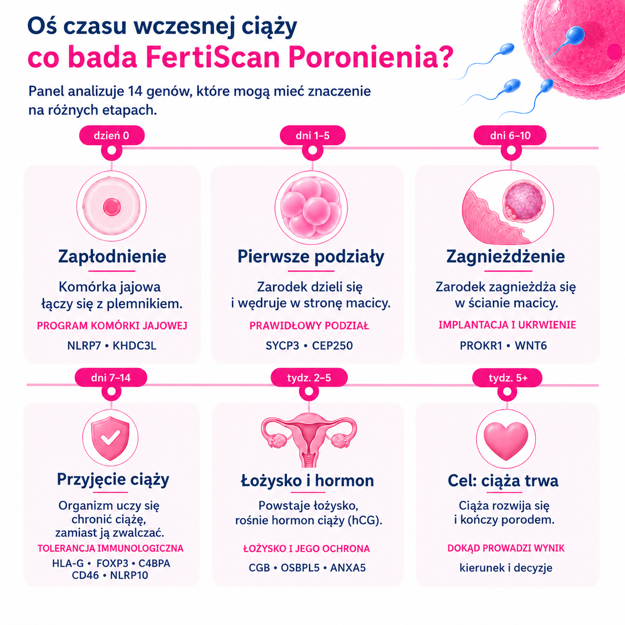 Oś czasu wczesnej ciąży pokazująca etapy od zapłodnienia do rozwoju łożyska oraz 14 genów analizowanych w badaniu FertiScan Poronienia Oś czasu wczesnej ciąży pokazująca etapy od zapłodnienia do rozwoju łożyska oraz 14 genów analizowanych w badaniu FertiScan Poronienia