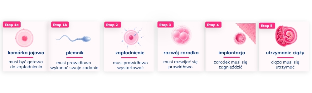 Na którym etapie droga do ciąży może się zatrzymać – etapy FertiScan