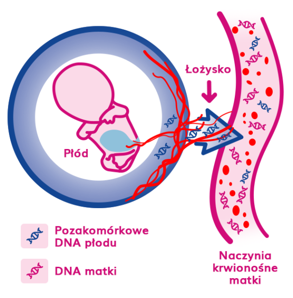badanie wolnego DNA plodu feliatest badanie wolnego plodowego dna
