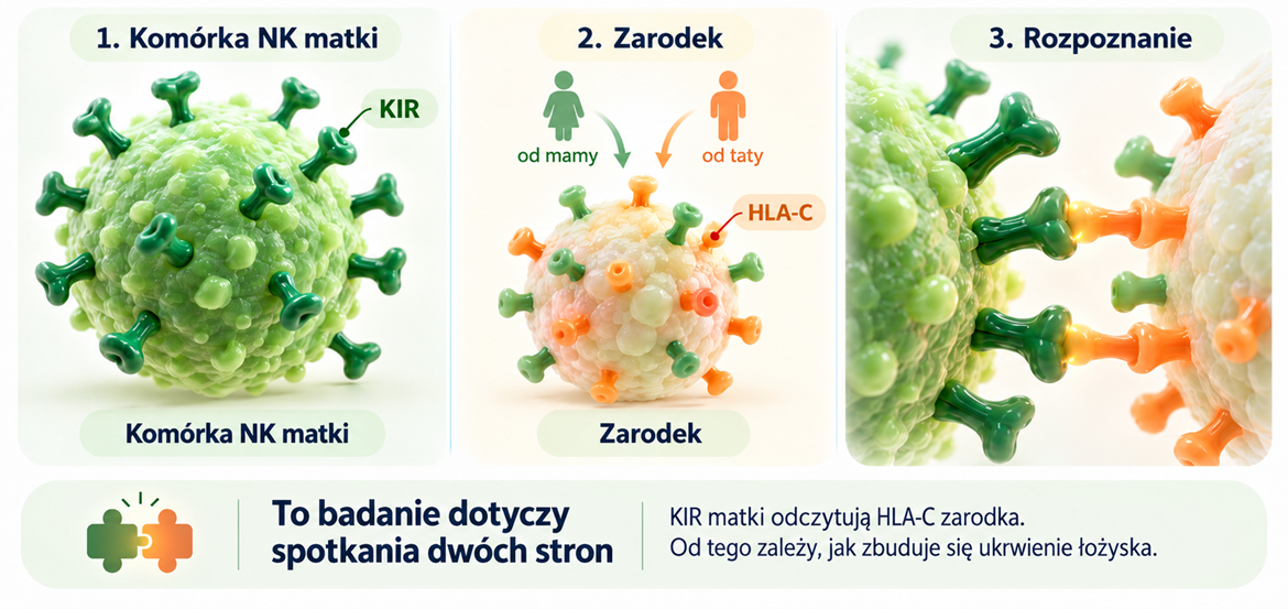 Infografika w trzech krokach: 1. Komórka NK matki z receptorami KIR na powierzchni. 2. Zarodek z antygenami HLA-C, które dziedziczy po matce i po ojcu. 3. Rozpoznanie - receptory KIR matki odczytują antygeny HLA-C zarodka, od czego zależy przebudowa naczyń łożyska.